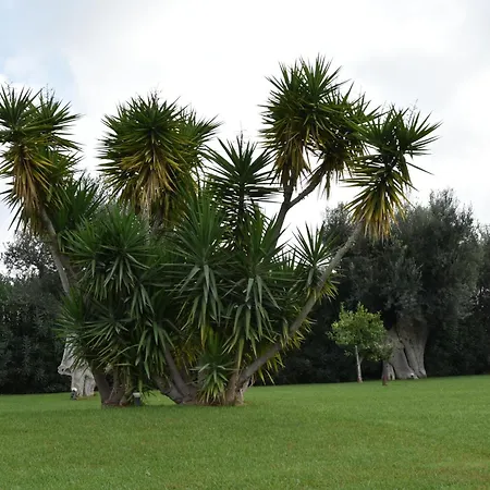 فيلة Carrubo Peroscia By Sthey