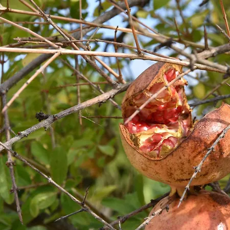 Carrubo Peroscia By Sthey فيلة Padresergio