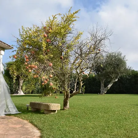 Carrubo Peroscia By Sthey *