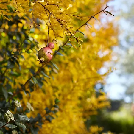 Carrubo Peroscia By Sthey Vila