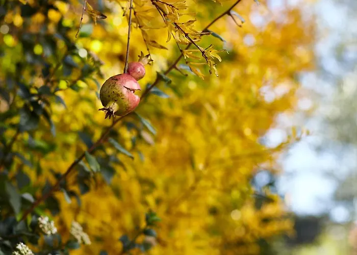 Carrubo Peroscia By Sthey Villa
