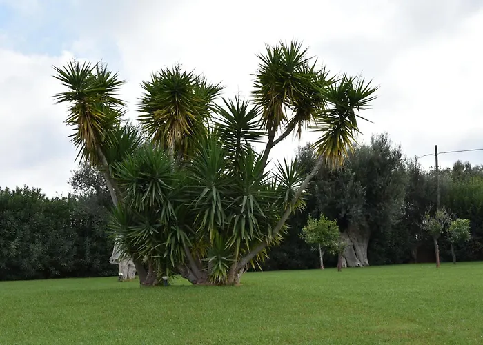 Carrubo Peroscia By Sthey * Padresergio
